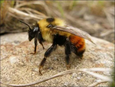 Comment s'appelle cet insecte ?