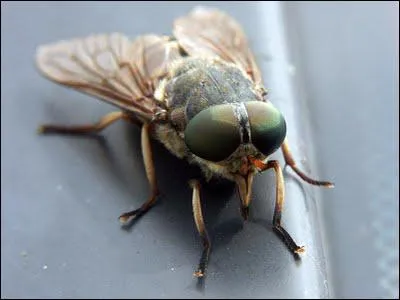 Comment s'appelle cet insecte ?