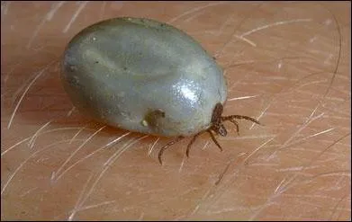 Comment s'appelle cet insecte ?