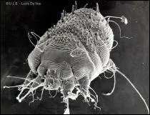 Comment s'appelle cet insecte ?