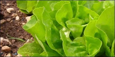 Quelle partie de la laitue mange-t-on ?