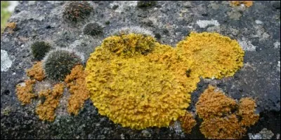 Comment appelle-t-on un végétal sans tige, ni feuilles, recouvrant les pierres ou les arbres ?