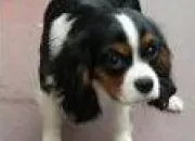 Quiz Chiens (races)