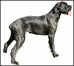 Quelle est la race du chien?