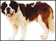 Ce chien est un Saint Bernard