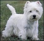 Est-ce que ce chien est un westie?