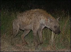 Quel est le cri de la Hyne ?