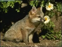 Que fait le renard quand il s'exprime ?