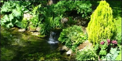 Quelle plante n'a ni feuilles, ni tiges, ni fleurs, ni clhorophylle ?