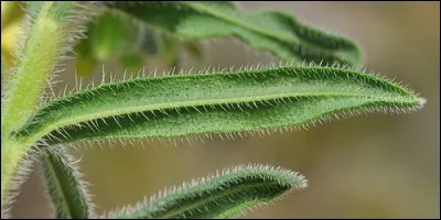Certaines plantes sont couvertes de poils.