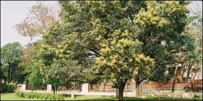 Comment s'appelle l'arbre où pousse la mangue ?