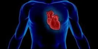 Le coeur d'un homme bat quatre fois plus vite que celui d'un éléphant.