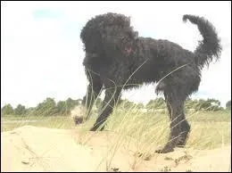 Comment s'appelle ce chien ?