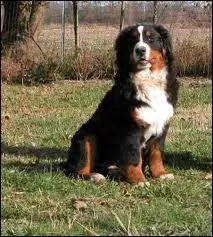 Comment s'appelle ce chien ?