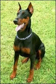 Comment s'appelle ce chien ?