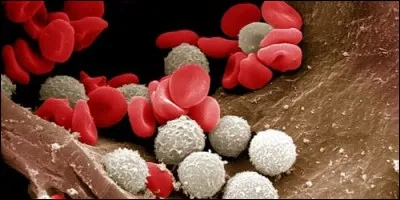 Qu'est-ce qu'on trouve en grande quantité dans le sang, de couleurs rouges ou blancs ?