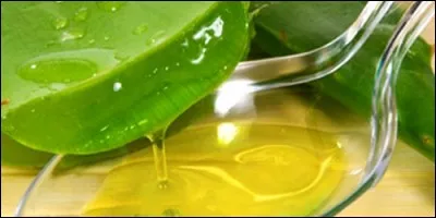 Comment appelle-t-on le liquide nourrissant qui circule dans une plante ?