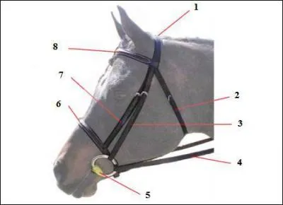 Le montant de la muserolle est le n :