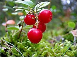 Quelle est cette baie ?