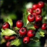 Reconnaissez-vous cette baie ?