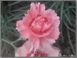 Quelle est cette fleur ?