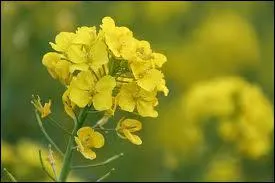 Quelle est cette fleur ?