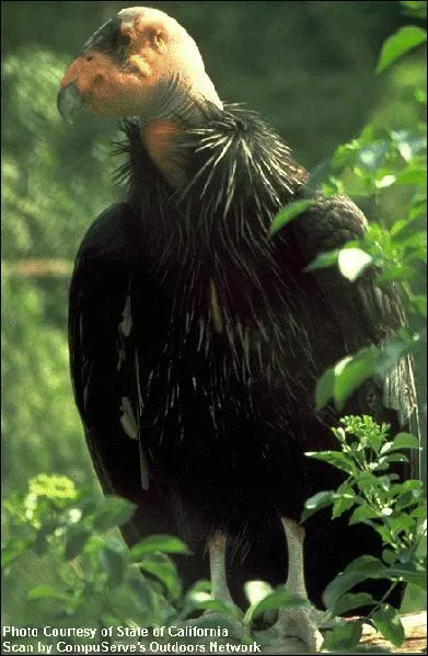 Quel est cet oiseau charognard ?