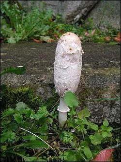 Quel est le nom de ce champignon (comestible jeune) ?
