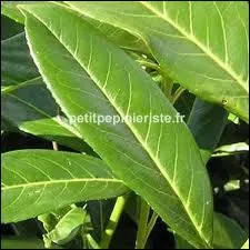 Quelle est cette feuille ?