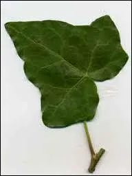 Reconnaissez-vous cette feuille ?