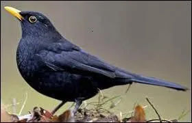 Quel est cet oiseau ?