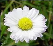 Quelle est cette fleur ?