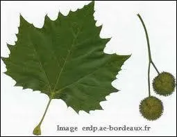 A quel arbre appartient cette feuille ?
