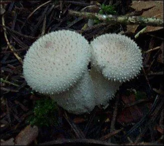 Quel est ce champignon ?
