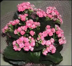 Quelle est cette fleur ?