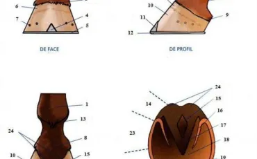 Quiz Galop 3