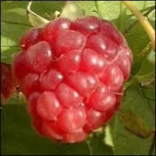 Comment se nomme ce fruit ?