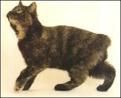 De quelle race suis-je ?