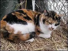 De quelle race suis-je ?