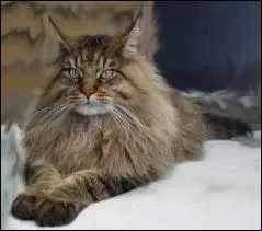 De quelle race suis-je ?