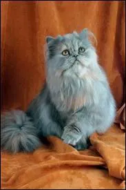 De quelle race suis-je ?