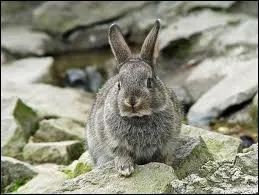 En 1850, combien y avait-il de lapins en Australie ?