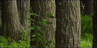 Le tronc d'un arbre ne grossit plus à partir d'un certain âge.