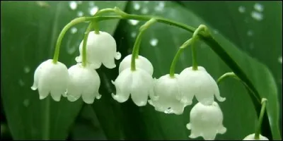 Quelle fleur à clochettes blanches offre-t-on le 1er mai ?