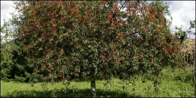 Comment appelle-t-on l'arbre où l'on cueille des cerises ?