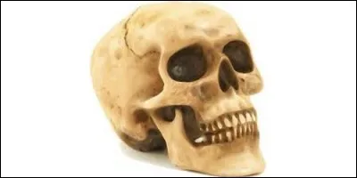 Comment appelle-t-on la boîte osseuse qui protège le cerveau ?