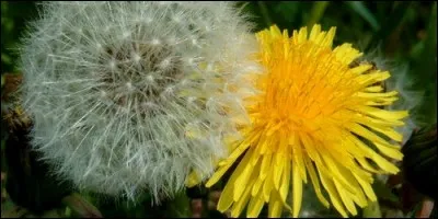 De quelle couleur sont les fleurs du pissenlit ?