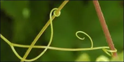 Comment s'appelle l'organe porté par certaines plantes, appelé aussi vrille, et qui s'enroule autour des supports ?