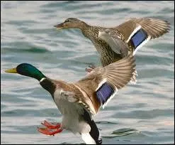 Le coin-coin du canard ne provoque pas d'cho, c'est ... ...