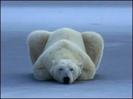 Les ours polaires sont sourds, c'est ... ...